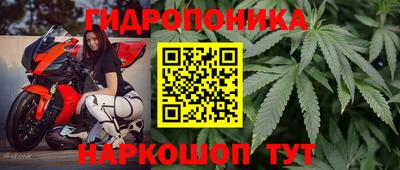 шишки Будённовск